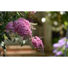 Budleja Dawida 'Pink Cascade'